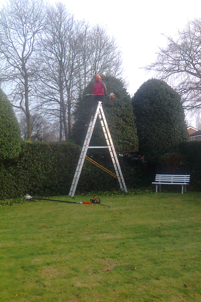 treepruning